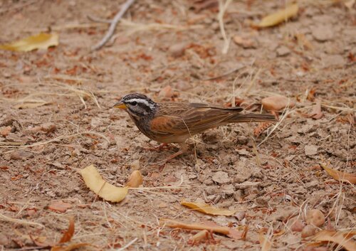 Striolated Bunting