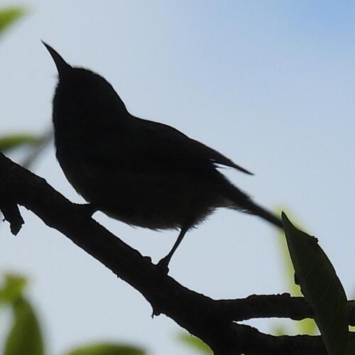 Collared Sunbird (Hedydipna collaris), photo 2