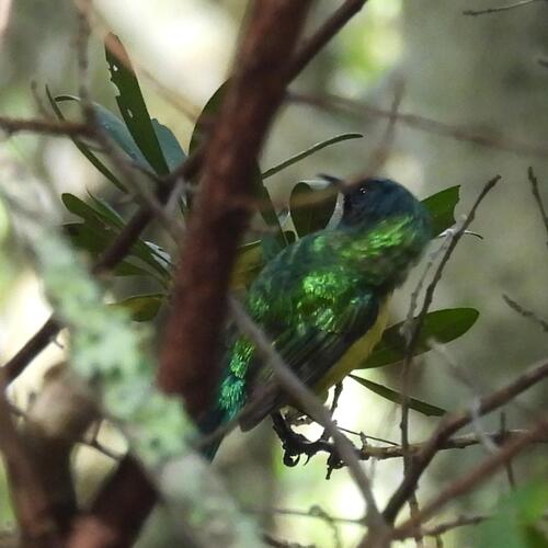 Collared Sunbird (Hedydipna collaris), photo 3