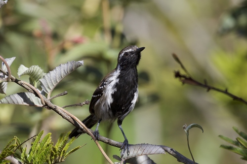 Caatinga Antwren (Formicivora grantsaui) — Vulnerable Aves