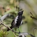 Formicivora grantsaui - Photo (c) shrike2, algunos derechos reservados (CC BY-NC), subido por shrike2