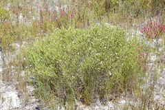 Euchaetis burchellii