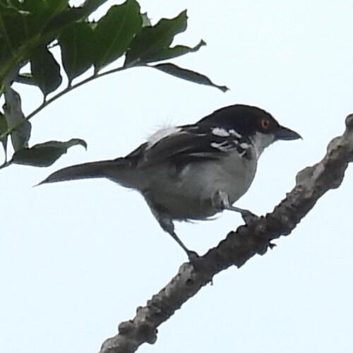 Black-backed Puffback (Dryoscopus cubla), photo 2