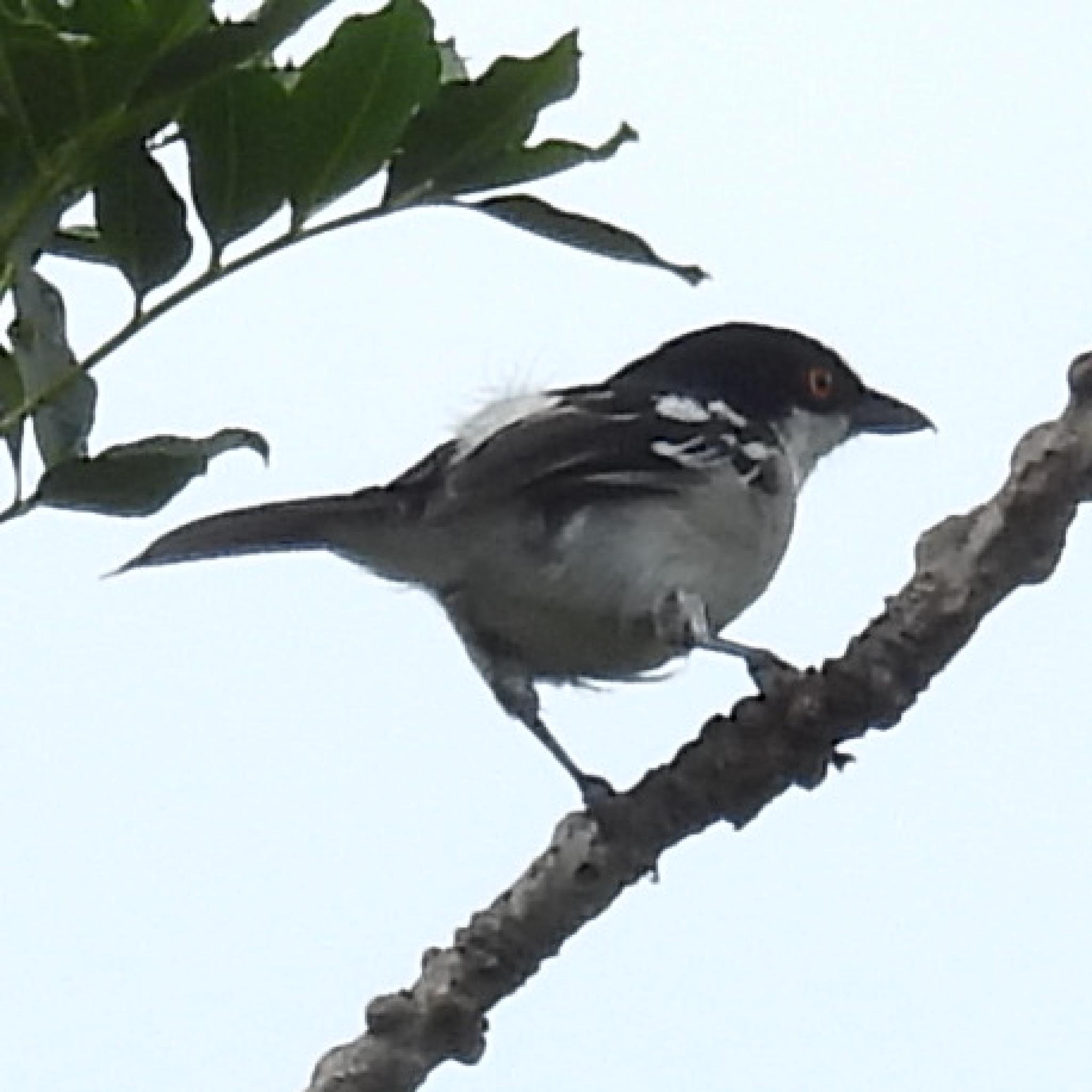 Black-backed Puffback (Dryoscopus cubla), photo 2