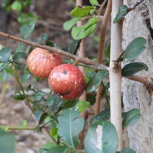 Ficus sur (Ficus sur)