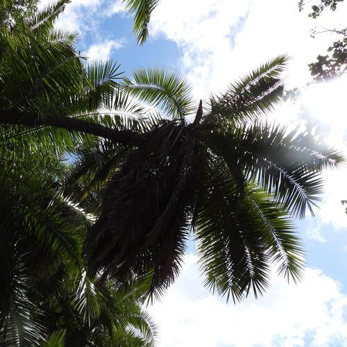 Senegal Date Palm (Phoenix reclinata)