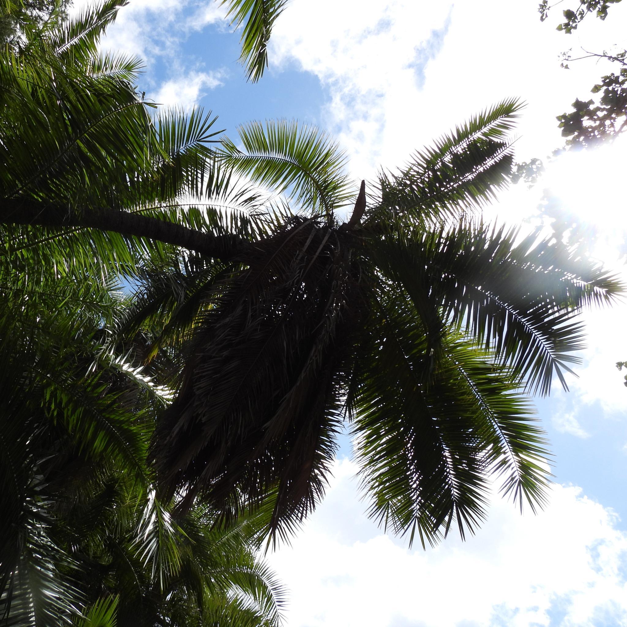 Senegal Date Palm (Phoenix reclinata)