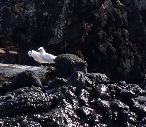 Black-naped Tern (Sterna sumatrana), photo 4