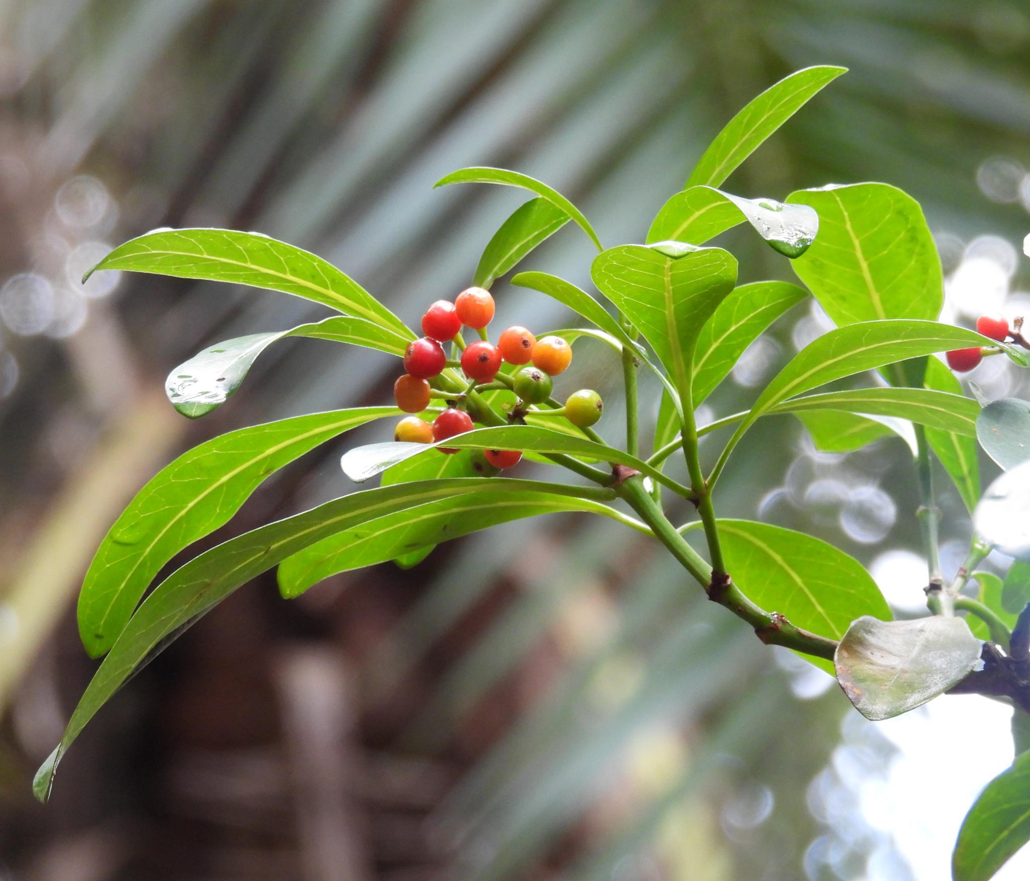 Black Bird-Berry (Psychotria capensis)
