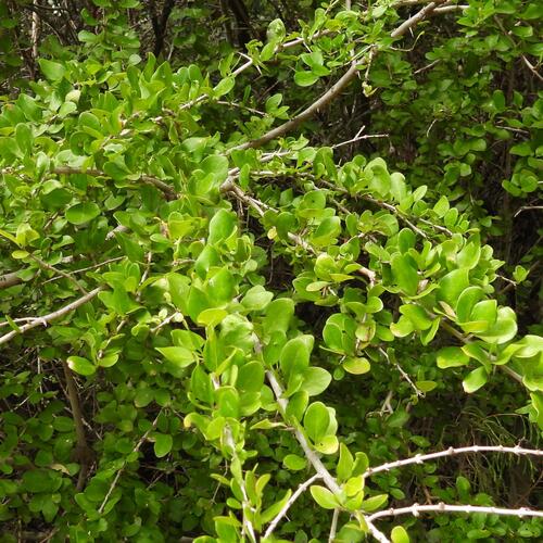 Coastal Turkeyberry (Canthium spinosum)