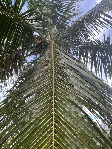 Cocos nucifera observed 2026-03-18