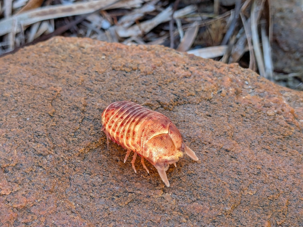 Paracilicaea gigas