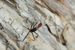 Leptomyrmex rufithorax