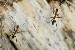 Leptomyrmex rufithorax