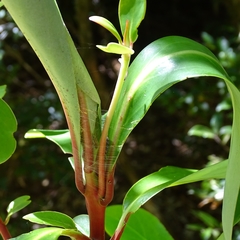 Ithutomus formosus