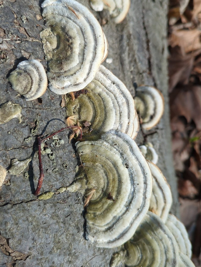 Trametes hirsuta · March 2026 · photo: © alexis_orion (iNaturalist, cc-by)
