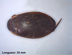 Dytiscus verticalis