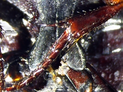 Dytiscus verticalis