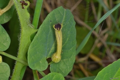 Aristolochia paucinervis