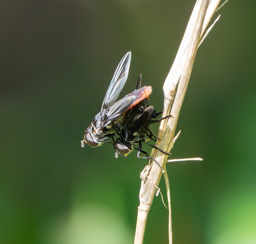 Unknown species found near Corp Woods Nature Sanctuary, Galveston, TX, USA