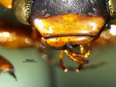 Dytiscus verticalis