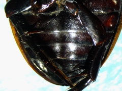 Dytiscus verticalis