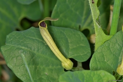 Aristolochia paucinervis
