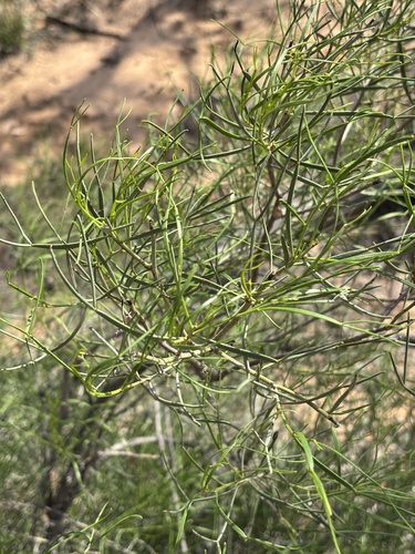 silver senna