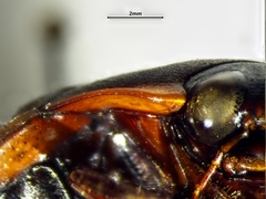 Dytiscus verticalis