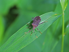 Anasa armigera