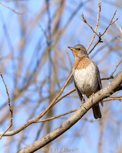 Red-throated Thrush