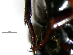 Dytiscus verticalis