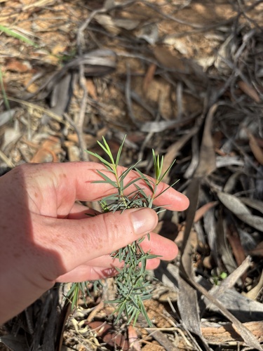 Mallee Riceflower
