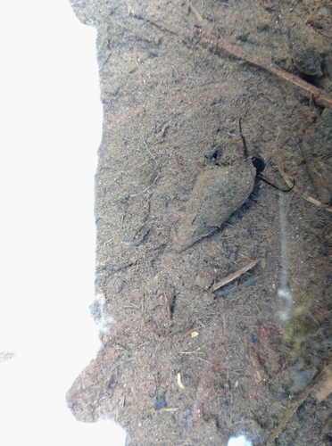Semisulcospira libertina