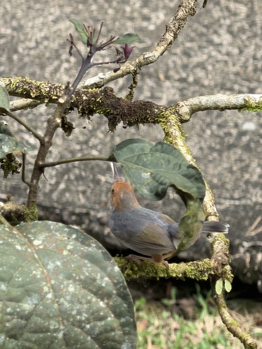 Orthotomus ruficeps observed 2026-03-19