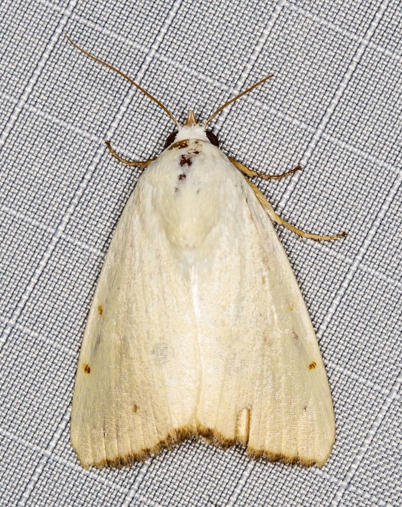 Xanthodes amata