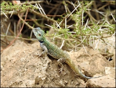 Acanthocercus gregorii