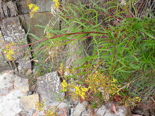 fireweed groundsel (Senecio linearifolius)