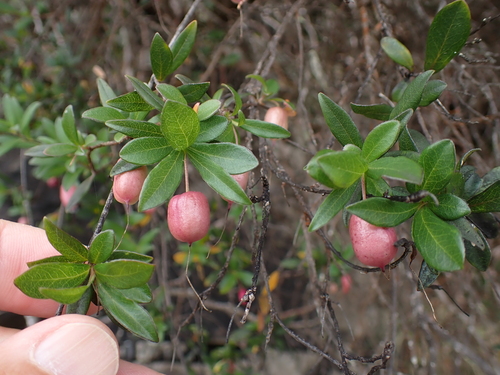 Billardiera ovalis (Billardiera ovalis)