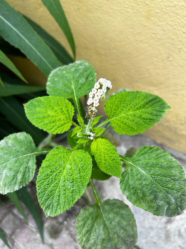Indian Heliotrope