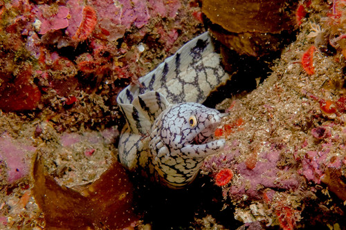 Gymnothorax berndti observed 2020-03-01