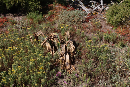 Brush Oxbane (Boophone haemanthoides)