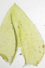 Hygrohypnum