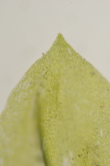 Hygrohypnum