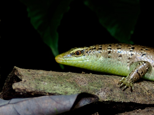 Olive Dasia, Dasia olivacea