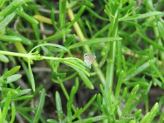 Brephidium exilis yucateca