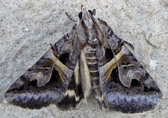 Drasteria grandirena