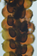 Frullania californica