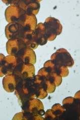 Frullania californica