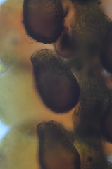 Frullania californica